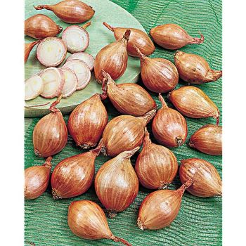 ÉCHALOTE certifiée BRUNEOR