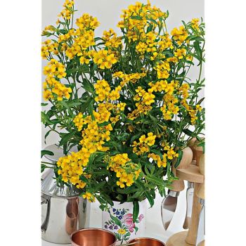 ESTRAGON du MEXIQUE (tagetes lucida anisata)