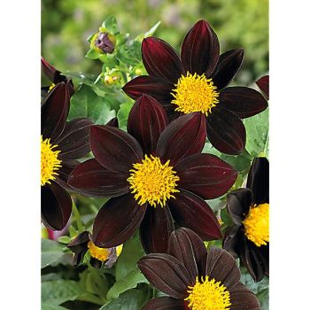 DAHLIA BLACK BEAUTY