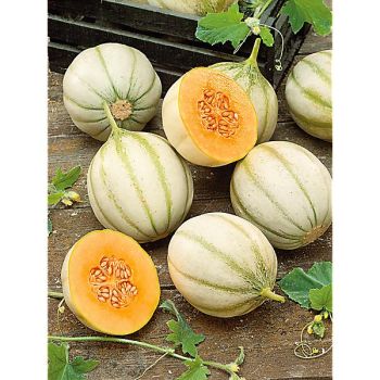 MELON cantaloup ORLINABEL
