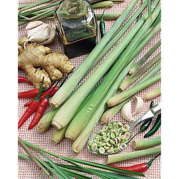 CITRONNELLE de MADAGASCAR ou LEMON GRASS (cymbopogon... 2