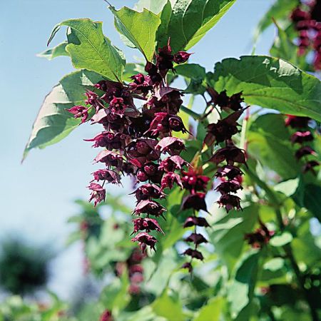 HERBE au CARAMEL ou herbe dorée aux faisans (leycesteria form. jealousy)