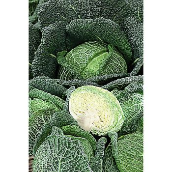 CHOU de MILAN F1 WIROSA 2