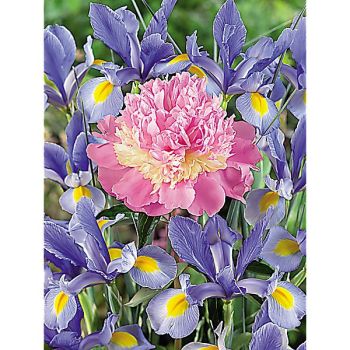 PIVOINE HERBACÉE de JARDIN SORBET 2