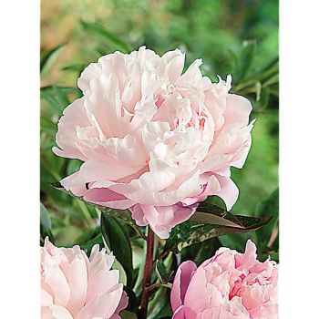 PIVOINE HERBACÉE de JARDIN NOÉMIE DEMAY