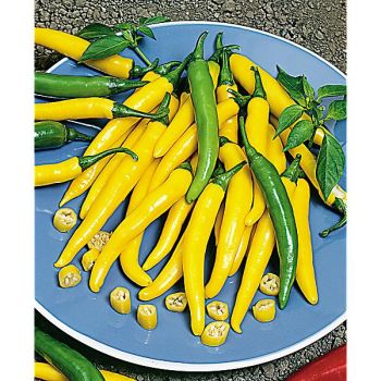 PIMENT PICCANTE GIALLO (c. chinense) 2