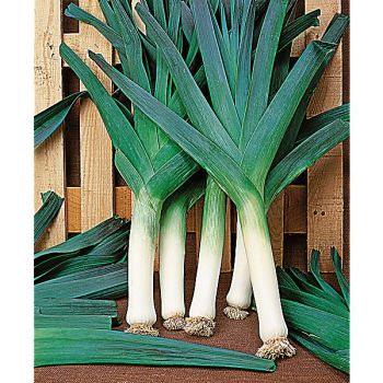 POIREAU BLEU de SOLAISE Bio 2