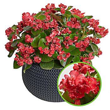 BÉGONIA gracilis F1 FLOWERBALL RED