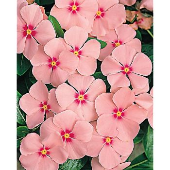 PERVENCHE de MADAGASCAR F1 VOLCANO APRICOT