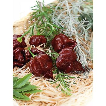 PIMENT LA FAUCHEUSE de la CAROLINE ou carolina reaper (c....