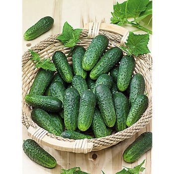 CORNICHON F1 CHARLOTTE 2