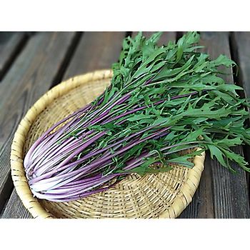 CHOU SALADE JAPONAIS MIZUNA (brassica rapa var. japonica)...