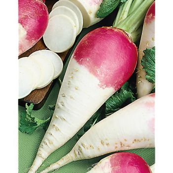 NAVET d'hiver de MONTESSON ou de PÉRONNE