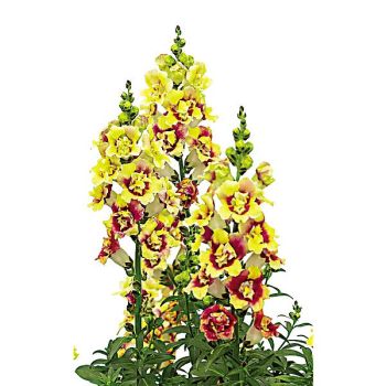 MUFLIER F1 DOUBLESHOT™ YELLOW RED HEARTH 2