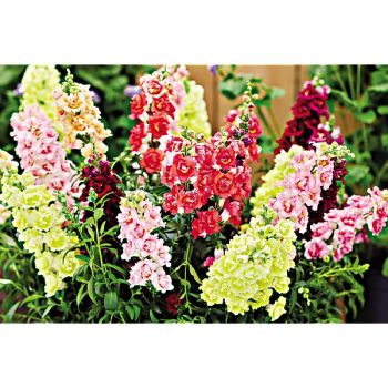 MUFLIER F1 DOUBLESHOT™ FULL MIXTURE