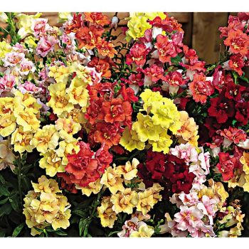 MUFLIER F1 DOUBLESHOT™ FULL MIXTURE 2