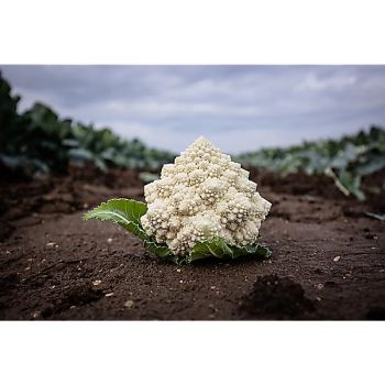 CHOU-FLEUR romanesco F1 CARTESIO