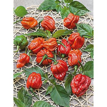 PIMENT TRINIDAD MORUGA SCORPION RED (c. chinense)