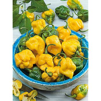 PIMENT TRINIDAD MORUGA SCORPION YELLOW (c. chinense)