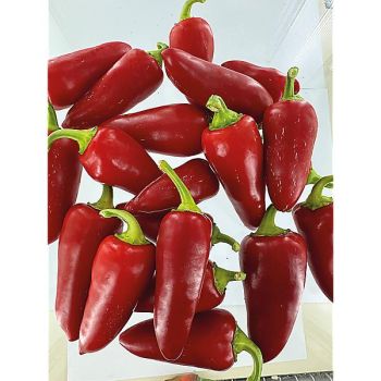 PIMENT DIAVOLICCHIO CALABRESE ou petit diable calabrais 2