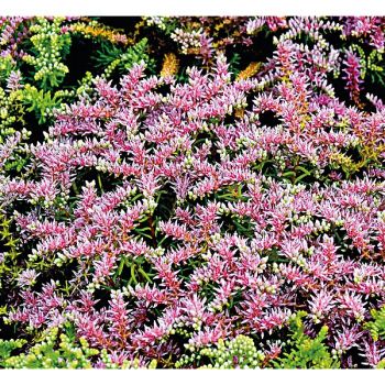 SEDUM pulchellum SEASTAR