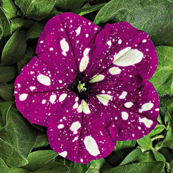 PÉTUNIA multiflora F1 DOT STAR DARK VIOLET