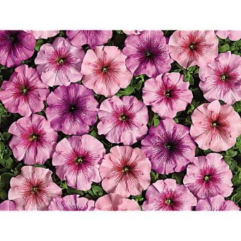 PÉTUNIA multiflora F1 EYELASH MIX