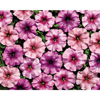 PÉTUNIA multiflora F1 EYELASH MIX 2