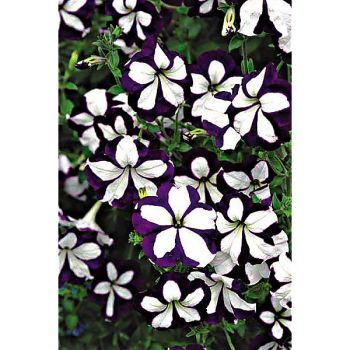 PÉTUNIA pendula grandiflora F1 AVALANCHE BLUE STAR 2