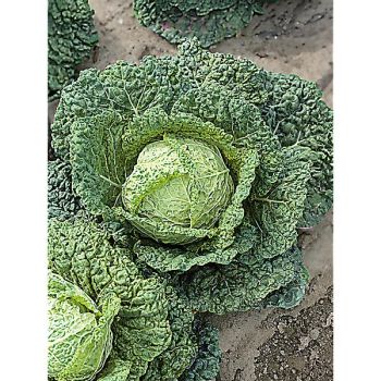 CHOU de MILAN F1 CORDOBA