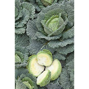 CHOU de MILAN F1 CORDOBA 2