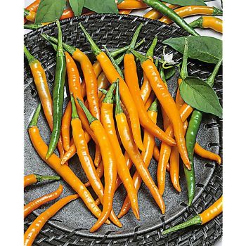 PIMENT TURUNCU SPIRAL