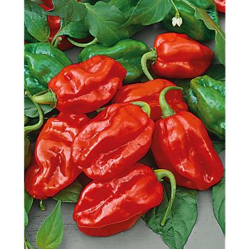 PIMENT NUMEX SUAVE RED (c. chinense)