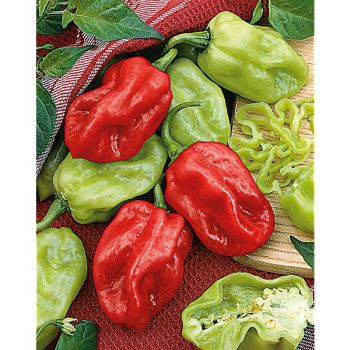 PIMENT NUMEX SUAVE RED (c. chinense) 2