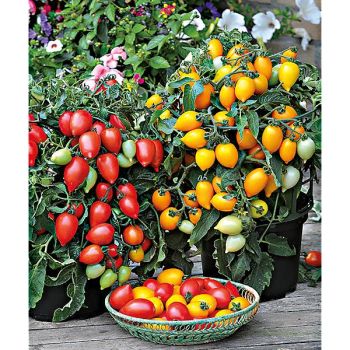 TOMATE F1 FUNNYPLUMS™ MIX 2