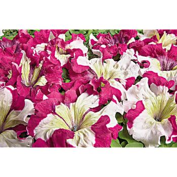 PÉTUNIA grandiflora superbissima COPPER SPOTTED