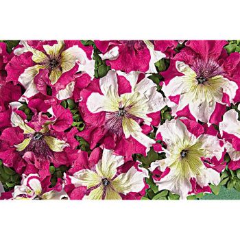 PÉTUNIA grandiflora superbissima COPPER SPOTTED 2