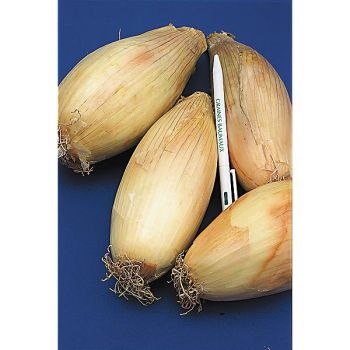 OIGNON HOURCADÈRE type TREBONS