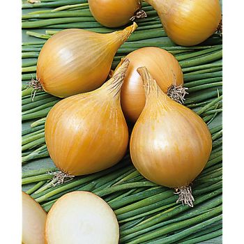 OIGNON JAUNE de MULHOUSE