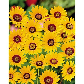 URSINIA ANETHOIDES 2