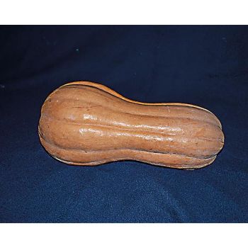 COURGE musquée VIOLINA LISCIA