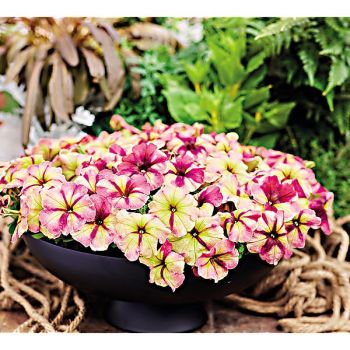 PÉTUNIA multiflora SHAKE™ RASPBERRY 2