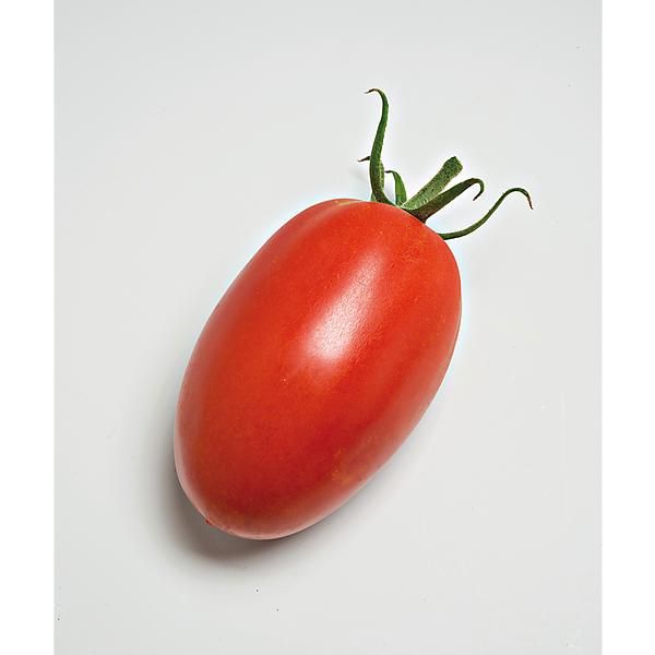 COURGETTE greffée F1 ZODIAC COURGETTE greffée F1 ZODIAC