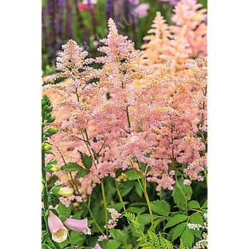 ASTILBE jap. PEACH BLOSSOM