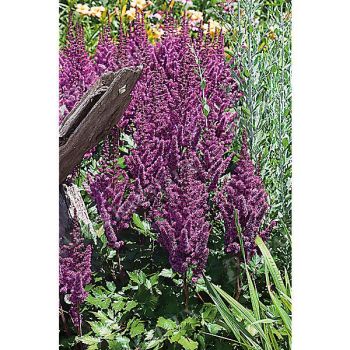 ASTILBE chin. VISION in RED
