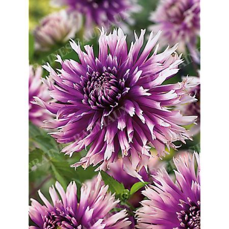 DAHLIA TABLE DANCER