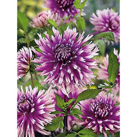 DAHLIA TABLE DANCER
