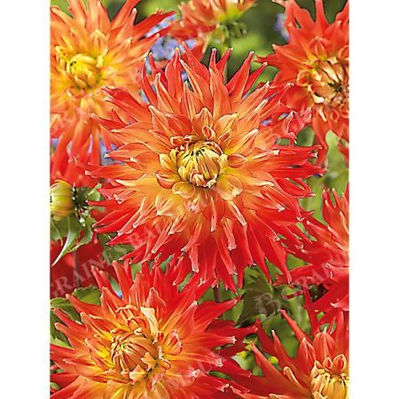 DAHLIA FIRED UP