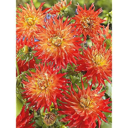 DAHLIA FIRED UP