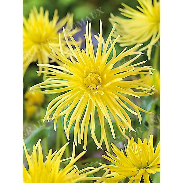 DAHLIA GRYSON'S YELLOW SPIDER